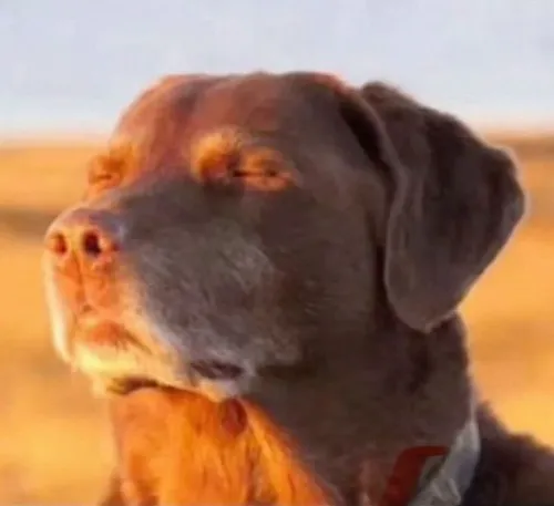 Khi cuộc sống quá mệt, meme buồn giúp ta thấy mình không cô đơn