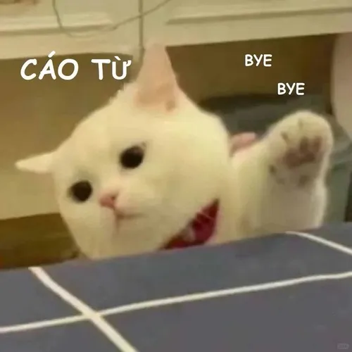 7 Khi livestream kết thúc: meme mèo cáo từ kiểu hiệp hiền