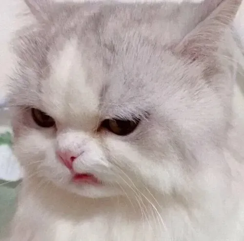 Meme mèo hài hước ánh mắt hậm hực nhưng cười giả tạo