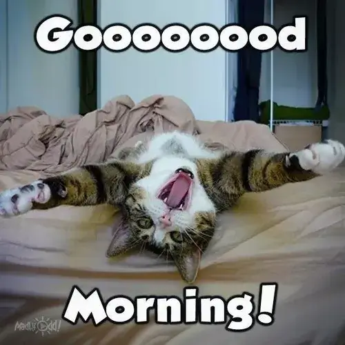 Ảnh troll mang lại nụ cười và tinh thần tích cực