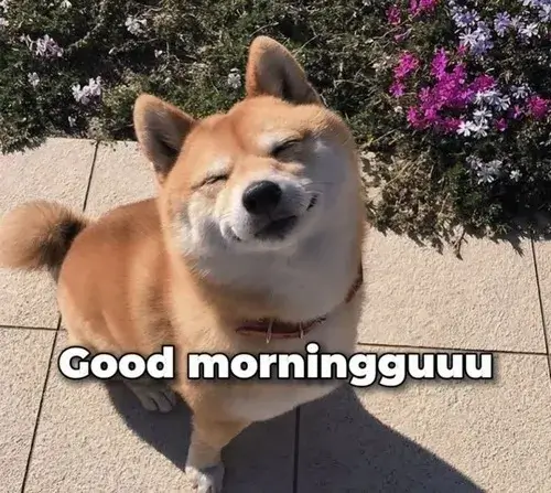 Hình meme chúc ngày mới khiến dân mạng cười tươi mỗi sáng