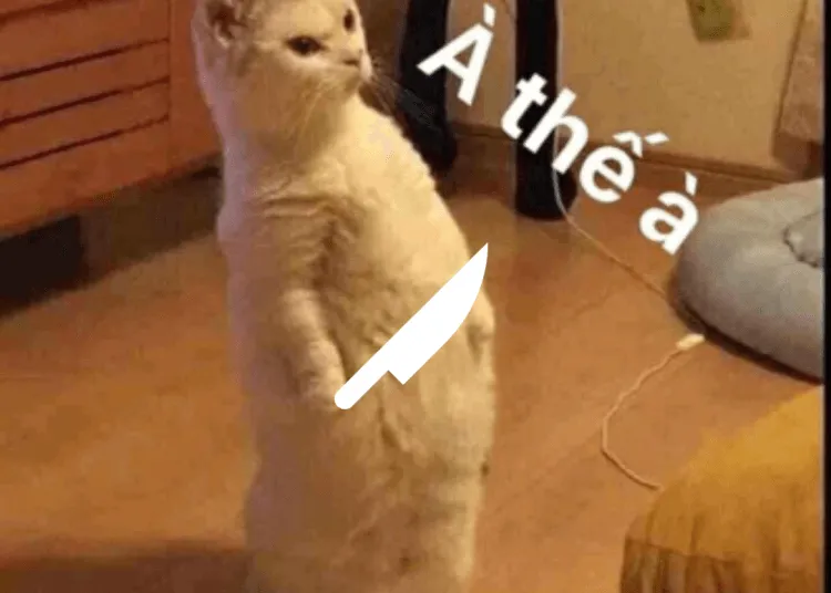 Hình chế à thế à lời đáp tinh tế dành cho kẻ khoe khoang