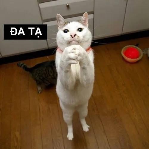 Meme mèo Đa tạ quý hữu pha giữa cung kính và dí dỏm nhẹ