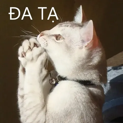 Meme mèo Đa tạ quý nhân mang sắc thái cung kính và vui tươi
