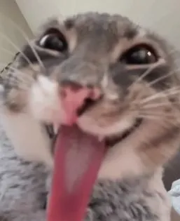 Meme hài ánh mắt mèo lè lưỡi cực ngố