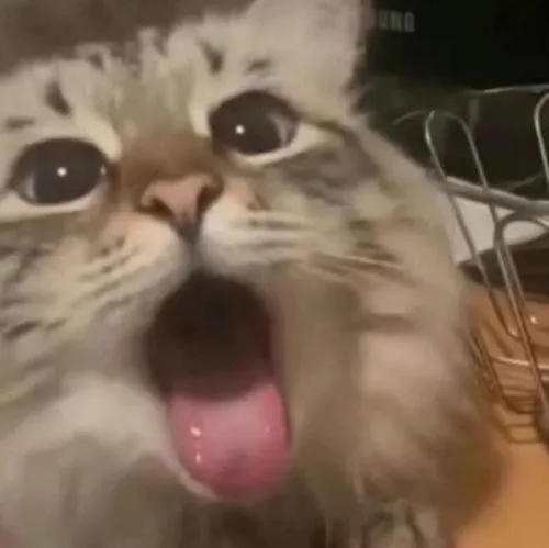 Ảnh meme mèo lè lưỡi mlem mlem khiến dân mạng cười nghiêng ngả