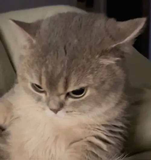 Hình troll mèo giận kiểu ngầu khiến người xem thích thú