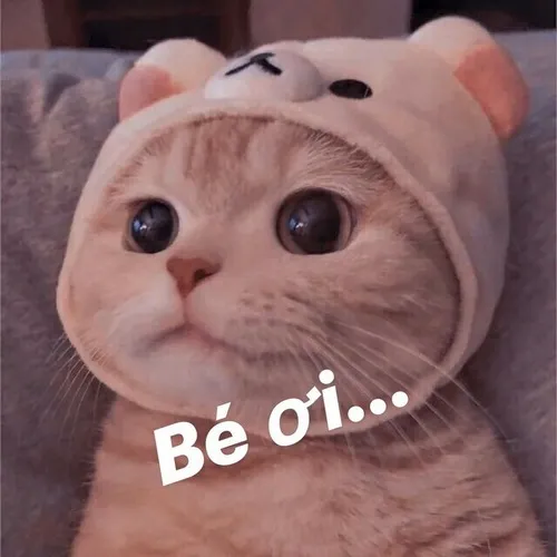 Hình chế vui mèo bựa làm dáng cực “chảnh”, y như người mẫu.