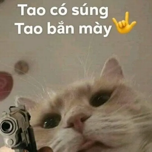 Meme mèo bựa giơ chân chào như đang troll cả thế giới.