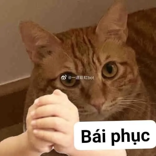 Meme mèo cảm ơn: ngắn gọn, dễ thương và giàu cảm xúc