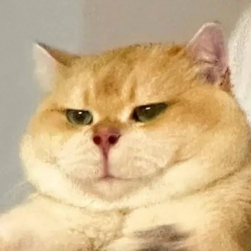 Hình chế mèo bựa ngồi thu lu như ông cụ đang càm ràm.