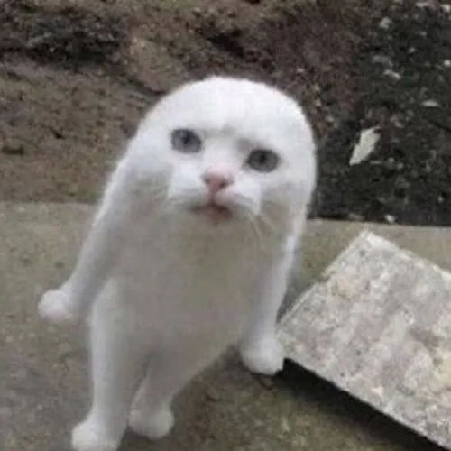 Khoảnh khắc mèo bựa đang ăn vụng nhưng vẫn cố tỏ ra bình tĩnh.