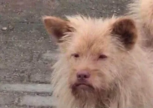 Ảnh chế dân công sở mệt vì họp mà vẫn gật