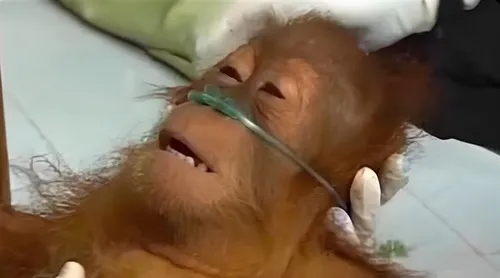 Ảnh chế khỉ thở oxy – lời kêu cứu vui nhộn của thế hệ Gen Z