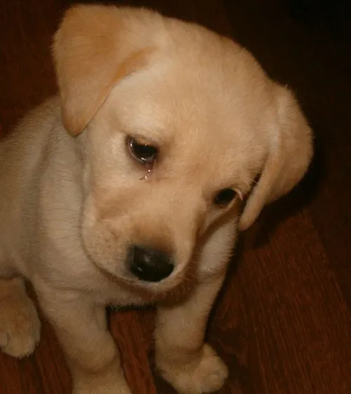 Chó buồn nhìn xa xăm và câu chuyện của những trái tim lạc lõng