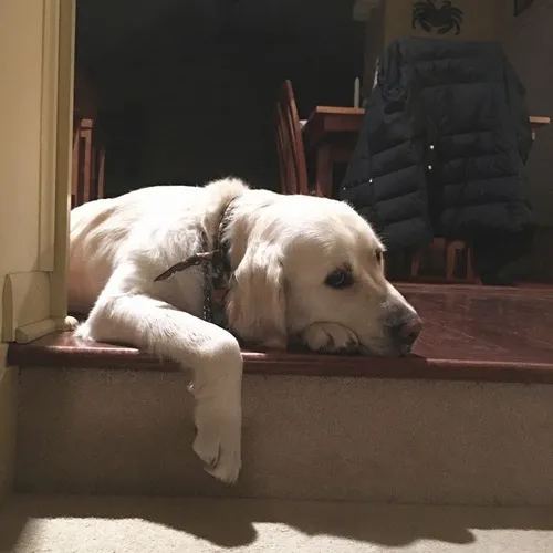 Hình meme chó thất tình lan truyền chóng mặt trên TikTok