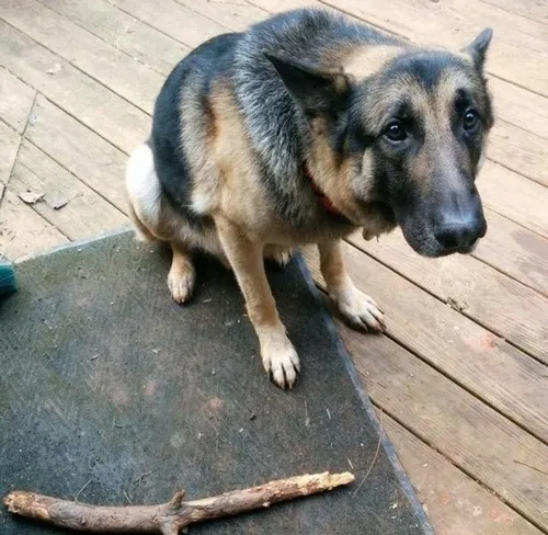 Khi chú chó cũng biết nhớ, biết chờ và biết buồn