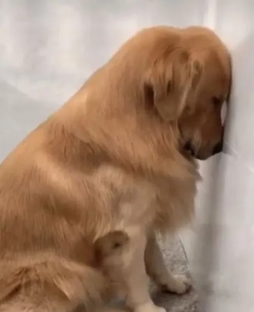 Meme hài chú chó cô đơn chờ tin nhắn mãi không đến