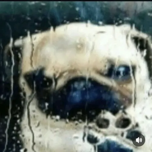 Meme chế chú chó ngồi thẫn thờ nghe nhạc thất tình