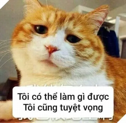 Meme tuyệt vọng chân thật đến mức khiến người xem lặng đi