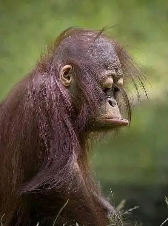 Ảnh chế buồn lặng lẽ giữa ký ức xưa.