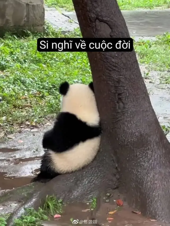 Bộ meme buồn kể lại những chuyện tình vụn vỡ bằng nụ cười mặn đắng