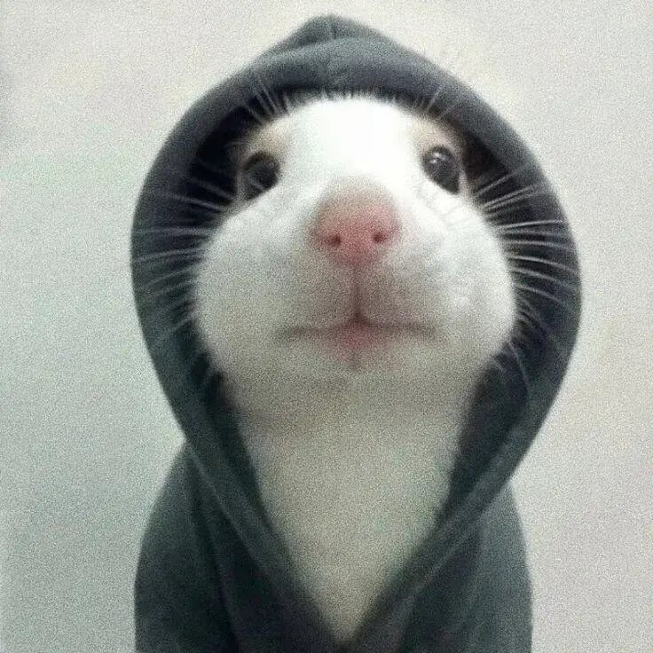 Meme buồn – nơi những nụ cười tắt lịm sau những tổn thương nhỏ