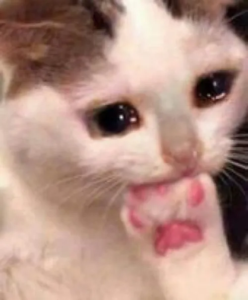 Meme mèo xúc động ánh sáng nhạt rơi trên khuôn mặt trầm tư.