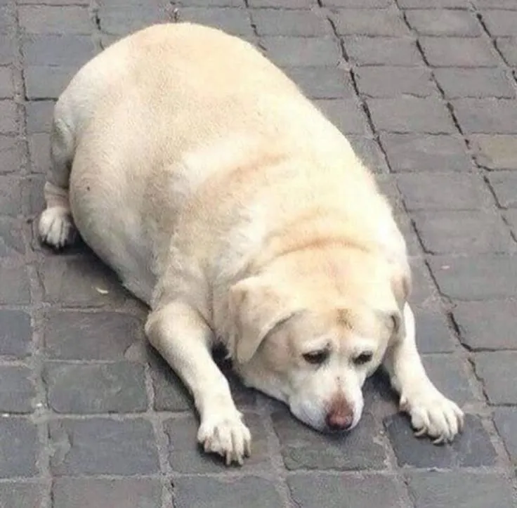 Meme chú chó cô độc nằm gục trên ghế sofa