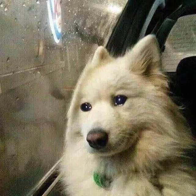 40 ảnh Meme Chó Buồn Bã biểu cảm đáng thương khiến tim bạn tan chảy