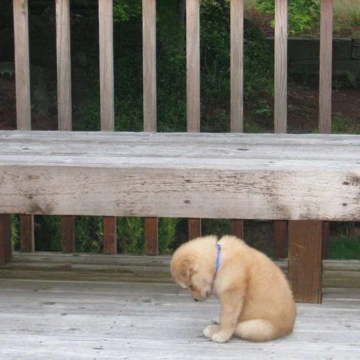 Hình chế chó buồn gục đầu lên bàn suy tư