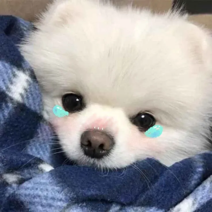 Hình chế meme chó buồn nhìn chiếc điện thoại im lìm