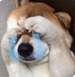 Hình troll chó buồn trên TikTok khiến dân mạng rần rần