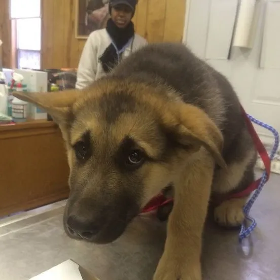 Meme hài chó buồn nhẹ mà chạm cảm xúc người xem