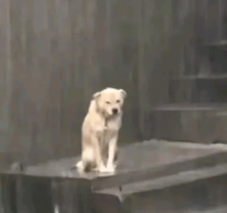 Meme chó buồn TikTok gắn caption “Người ta vui còn mình sao?”