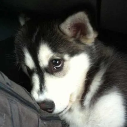 Ảnh meme chó cô độc giữa quán cà phê tối tĩnh lặng