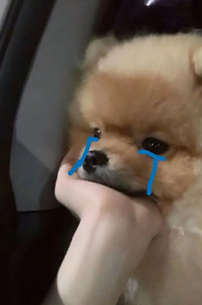 Meme hài chú chó buồn như bản nhạc cũ vang lên