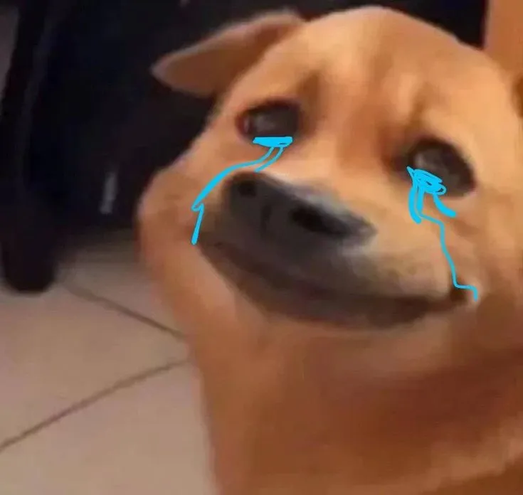 Meme chú chó trầm tư bên khung cửa mưa rơi chậm