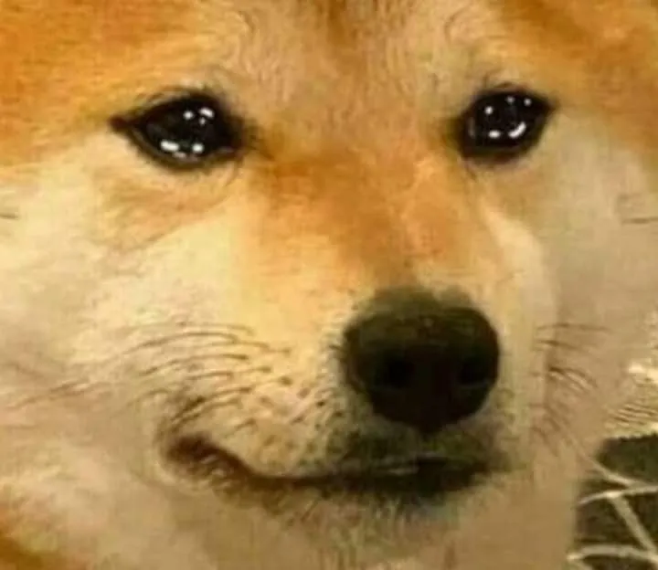 Hình chế chó buồn TikTok “Buồn lắm nhưng vẫn đăng story”