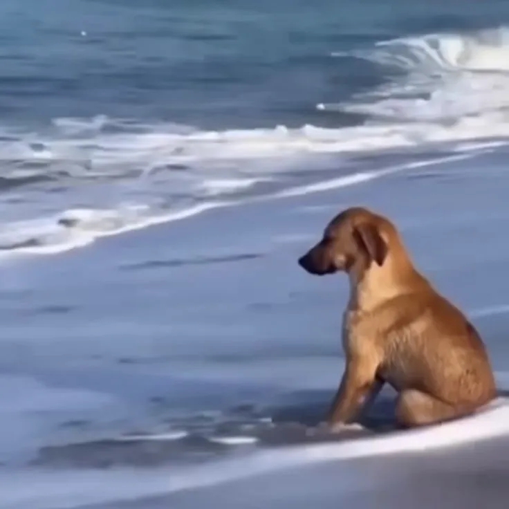 Meme chú chó buồn thất vọng vì bị bỏ quên