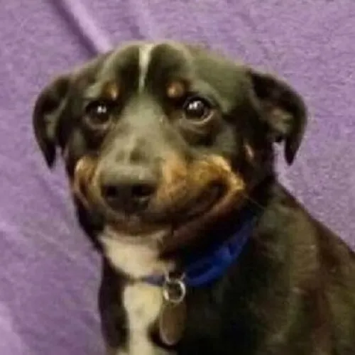 Ảnh vui chó buồn ngắm trời mưa như nhớ ai