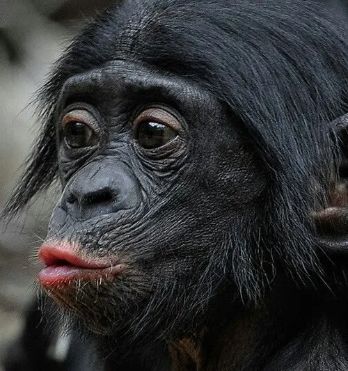 Meme chu mỏ kiểu “hôn cái cho hết giận”