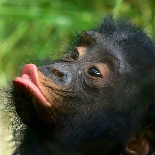 Meme hài khỉ chu mỏ siêu cưng, vibe yêu thương