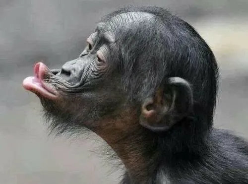 Ảnh troll khỉ đen chu mỏ cưng xỉu, ai nhìn cũng thích