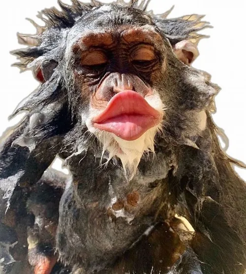 Ảnh chế hôn gió nhẹ mà tình hết nấc