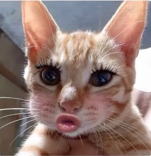 Ảnh chế mèo chu mỏ ngọt ngào hơn cả kẹo