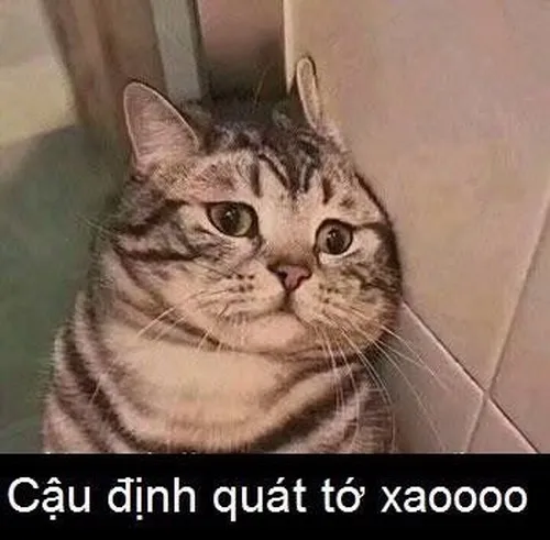 Ảnh meme vui biểu cảm dỗi kiểu yêu thương dễ chịu