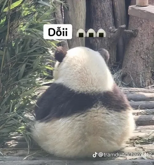 Meme gấu trúc dỗi dễ thương: khi giận hờn trở thành cách yêu ngọt ngào