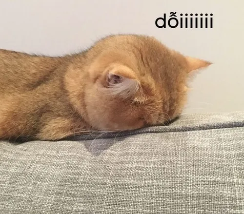 Bộ meme mèo dỗi hot nhất mạng khiến ai nhìn cũng bật cười