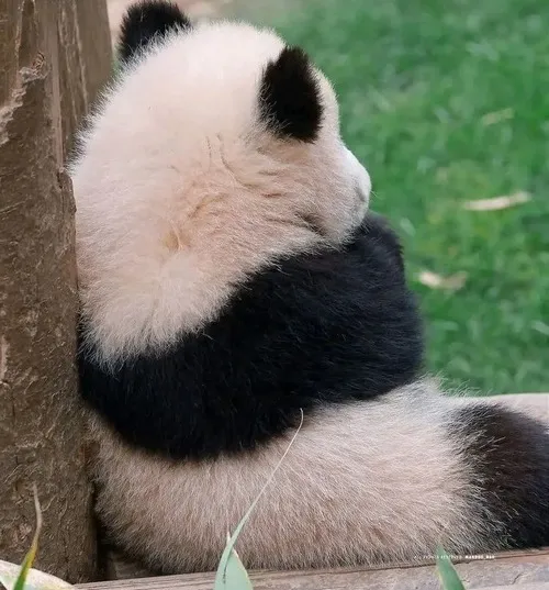 Meme hài biểu cảm dỗi kiểu thương nhiều hơn giận